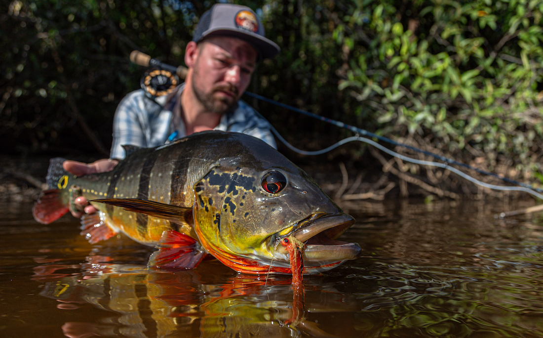 Exocett SS Fly Rod on Peacock Bass