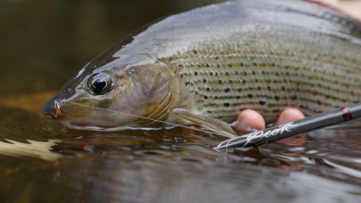 Scott Centric with Grayling