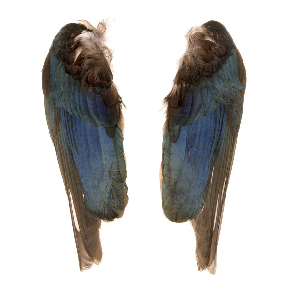 Veniard Magpie Wings