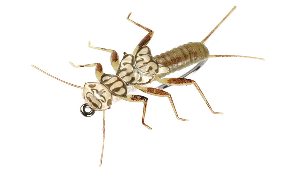 stonefly nymph in water