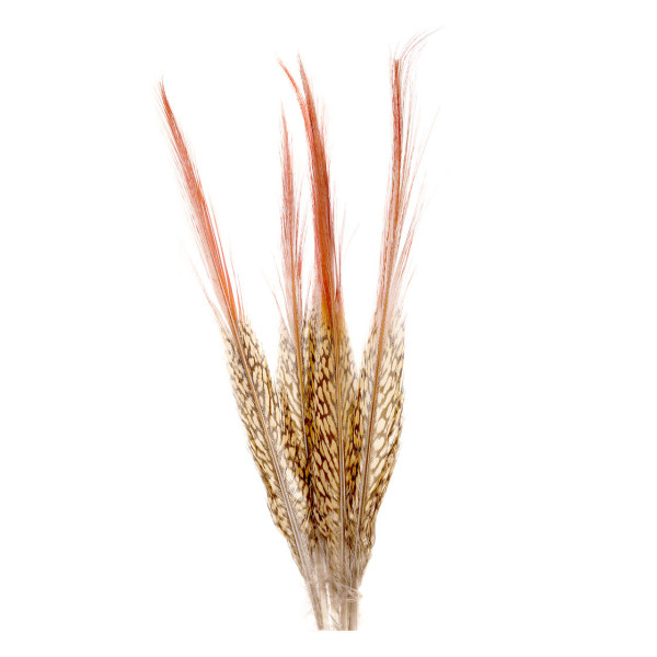 Veniard Golden Pheasant Red Spears Natural